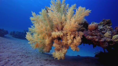 Soft Coral Underwater Thriving on Reef with Small Fish