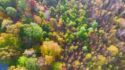 Aerial View of Lush Forest with Colorful Canopies in Autumn Woods on Sunny Day Landscape of Autumnal