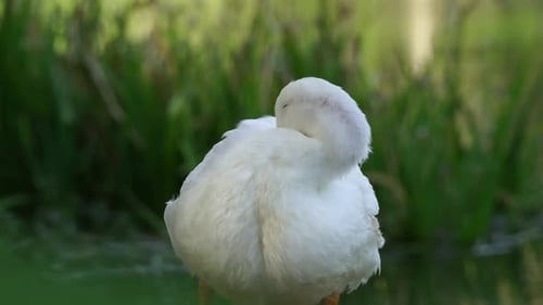 Peaceful white duck grooming in nature 3