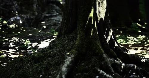 Light Filtering Through Ancient Trees in a Tranquil Forest Setting