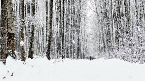 A Snowstorm in a Winter Public Park It is Snowing Heavily Snowflakes are Slowly Falling Tree