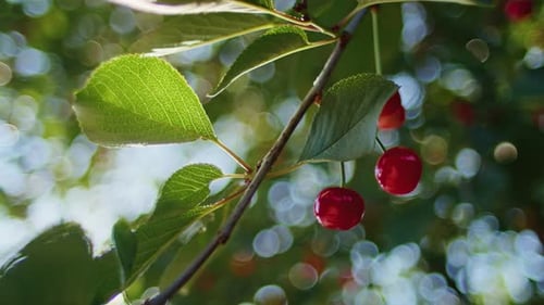 Gros plan d'une branche de cerisier avec des cerises rouges mûres et des feuilles vertes La lumière du soleil filtre à travers le feuillage