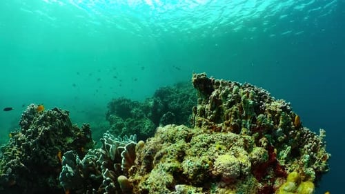 Vibrant Coral Reef Ecosystem with Tropical Fish