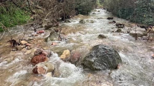 Nature River Forest Water Flow Highquality Shooting in Format