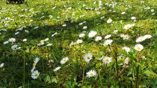 Field Of White Chamomile Daisies Flowers On Green Grass In Sunlight