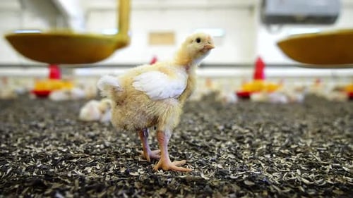 Little yellow chick with feathered wings and tail stands looking at camera with curiosity