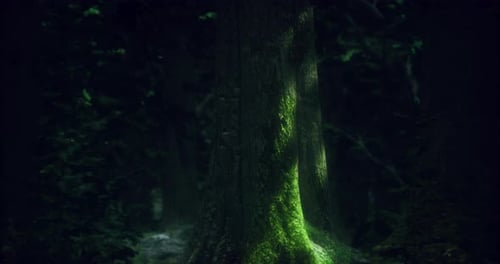 Light Filtering Through Trees Highlights Mossy Trunk in a Dense Forest