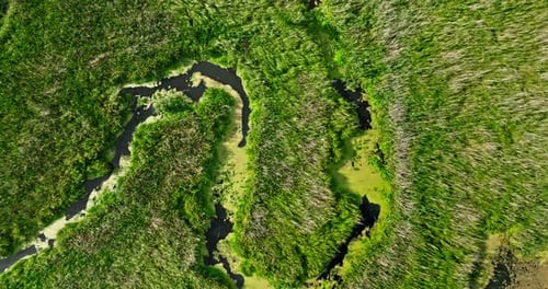 Aerial view of green swamps and river in summer