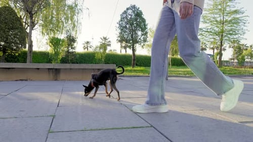 Dog Walking on Leash Beside Adult in Park