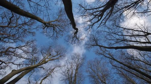 Kahle, blattlose Bäume in einem englischen Wald ragen bis zum blauen Winterhimmel empor, während weiße Wolken vorbeiziehen o
