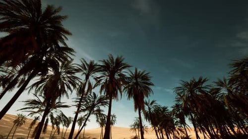 High Viewpoint Captures Glowing Sunset with Palm Silhouettes