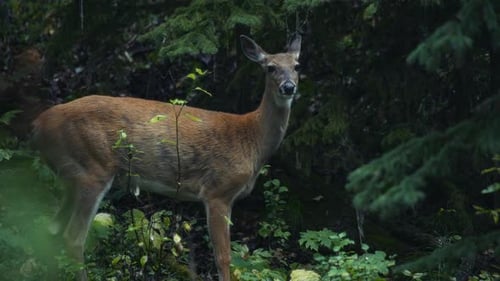 Deer turning its head towards the camera while grazing in the forest