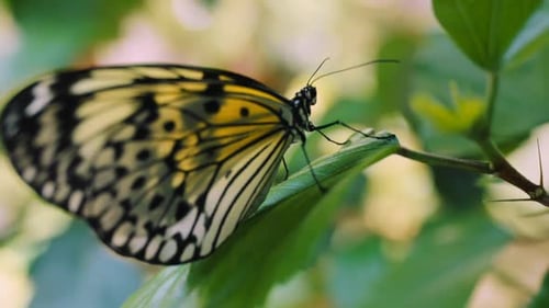 Beauty, peace and butterfly on nature leaf in tropical rainforest, floral flower garden