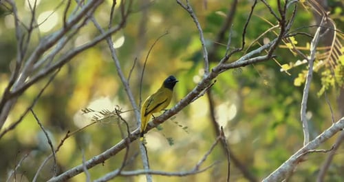 Bird Perched on Branch in Forest Sunlight Blackheaded Bulbul