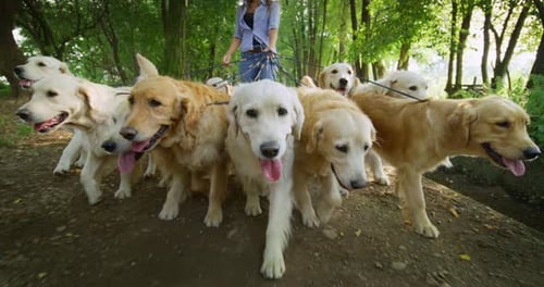 Close up of a Group of Purebred Pedigree Golden Retrievers Enjoying Their Daily Walk Outdoors. P