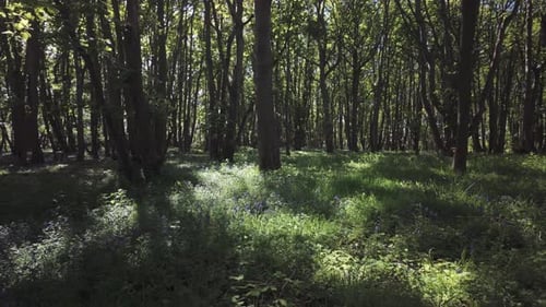 Dappled ambient moody sunlight through peaceful woodland trees