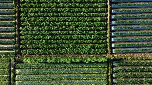 Top Down View of Sembalun Agricultural Fields in Indonesia