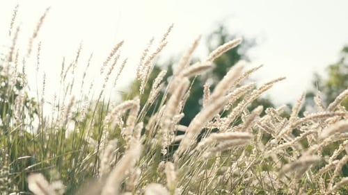 Wheat Grass Blowing Gently in the Wind