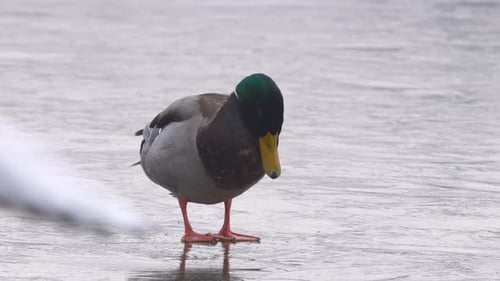 Duck Standing on Frozen Lake, Preening its Feathers