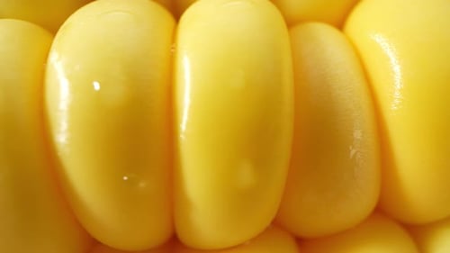 Macro video of sweetcorn showcases its golden kernels in intricate detail