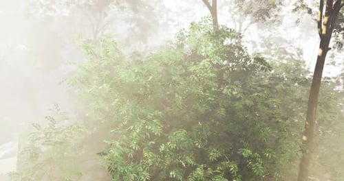 Lush Green Foliage in a Misty Forest During Early Morning Light
