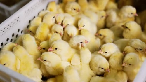 Fluffy yellow chicks bunching in the plastic box. Close up. Factory for poultry industry.