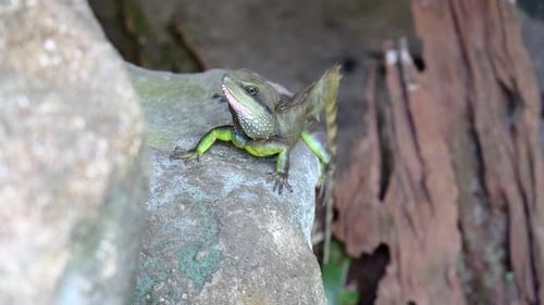 A male Chinese Water Dragon or Physignathus cocincinus, on a rock, with a tree stump in the backgrou