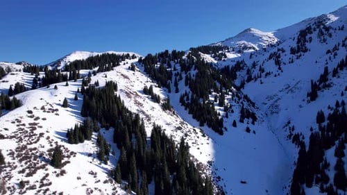 Montañas nevadas con altos árboles coníferos