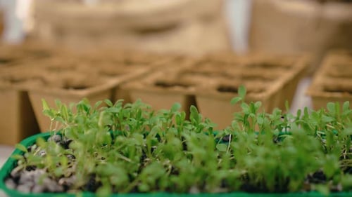 Close Up of Healthy Green Seedlings