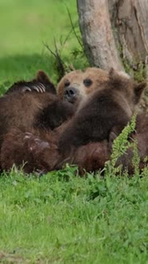 Madre oso alimentando a sus cachorros de leche materna