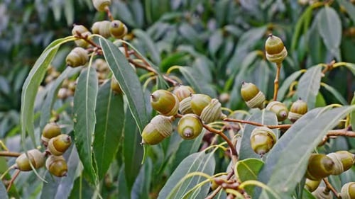 Close-up of Green Acorns on Branch