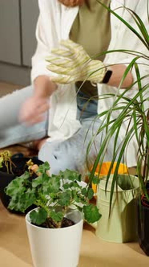 Woman Putting on Gardening Gloves to Plant Plants