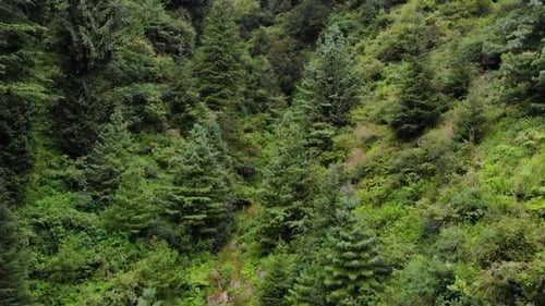 Deodar Forest Manali Himachal - Die Wälder im Wald