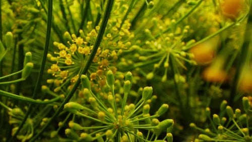 Motion Past Dill Twigs with Inflorescences on Blurred Ground