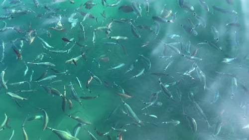 Fische schwimmen an der Oberfläche.