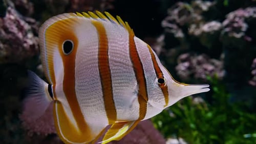 Many Different Beautiful Exotics Fish Swiming Marine Life Exotic Fish