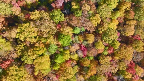 Aerial View of Lush Forest with Colorful Canopies in Autumn Woods on Sunny Day Landscape of Autumnal