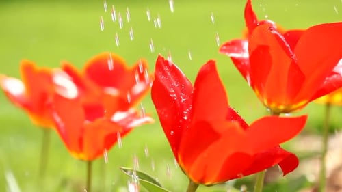 Close Up of Red Tulips Being Watered