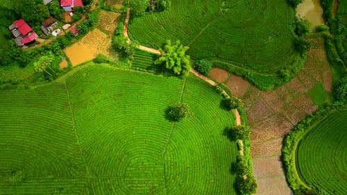 Aerial view of tea plantations and settlement, Vietnam.
