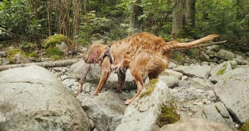 Golden Retriever Puppy shaking on rocks by a river