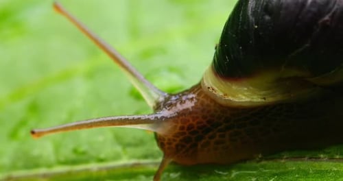 Nahaufnahme einer langsam kriechenden Schnecke