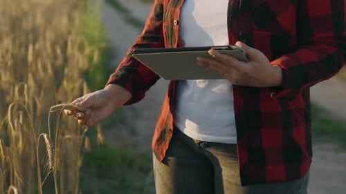 Farmer Inspects Wheat Field Using Tablet