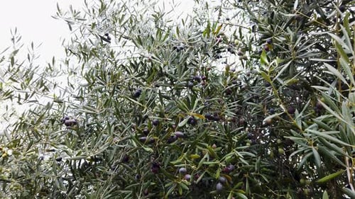 Olive Tree Branches Laden with Ripe Black Olives Sway in Wind, Static