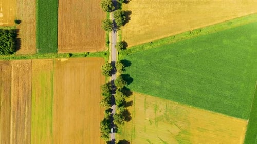 Luftaufnahme der grünen Felder vor der Ernte im Sommer. Straßenantenne
