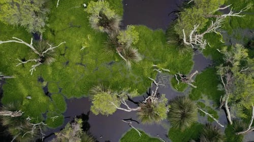 Vibrant aerial view of wetland vegetation with water and trees