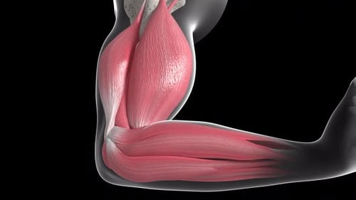 Movement Of The Biceps Brachii Muscle Loop