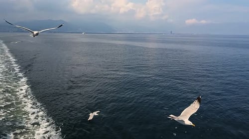 Animal Bird Seagulls Flying 3