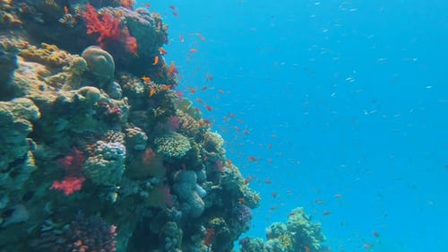 Beautiful Underwater World of the Red Sea Many Colorful Fish Live Near the Colorful Coral Reef
