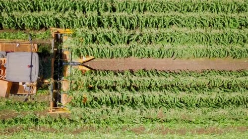 Corn picker harvesting a large filed, Aerial follow footage.
