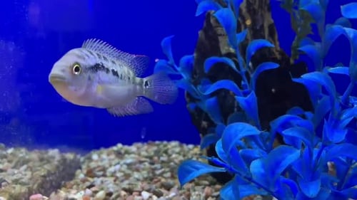 Un simpático pez mascota en un acuario.